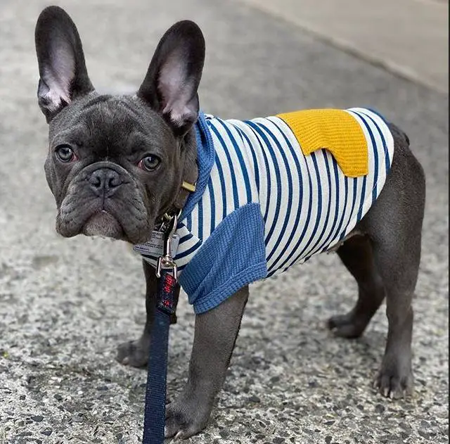 Blue French Bulldog 10 Interesting Facts About The Rare