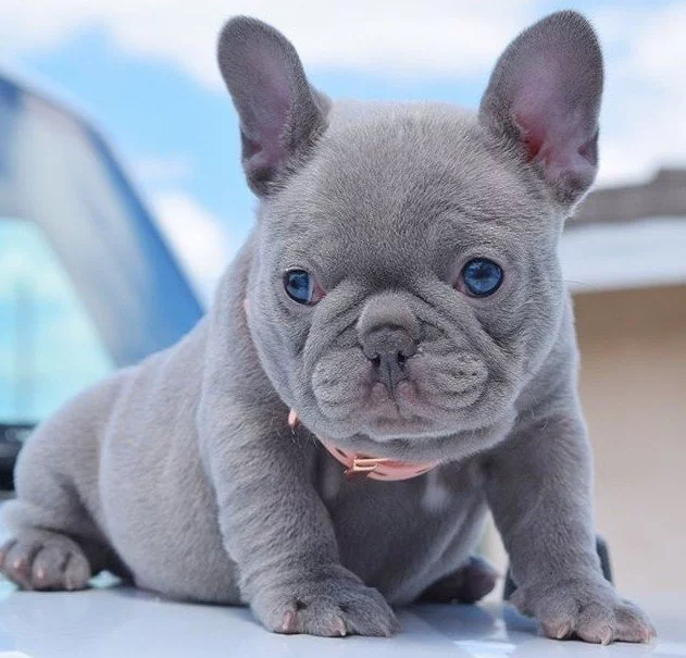 Blue Frenchie puppy dog
