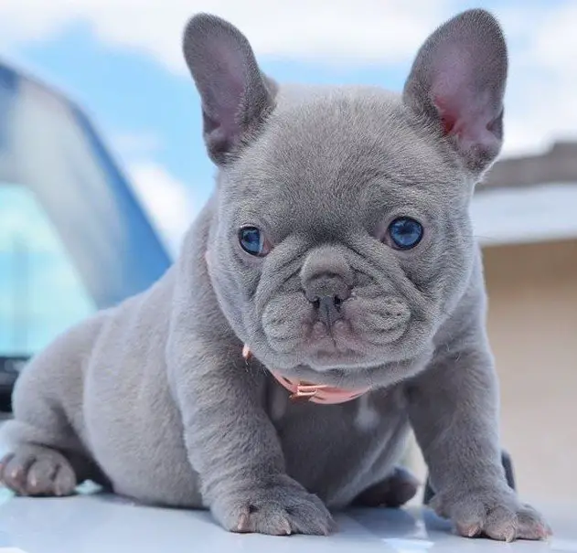 french bulldog silver blue eyes