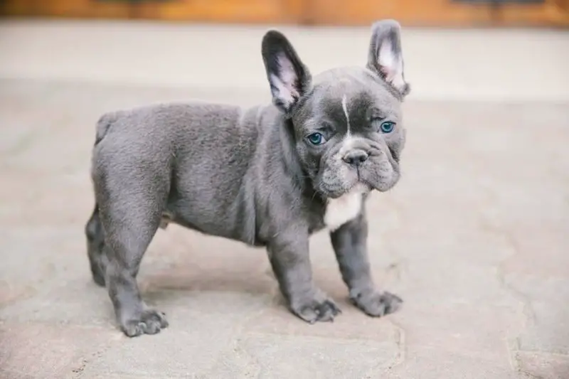 Blue French Bulldog Puppy