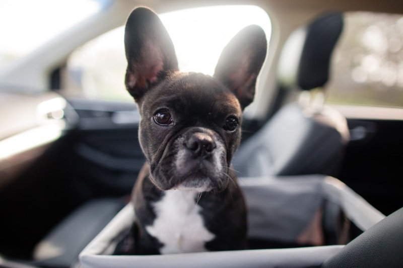 Cute Brindle French Bulldog