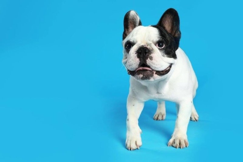 French Bulldog Colors Popular And Rarest Colors Frenchies Have American Bully Daily