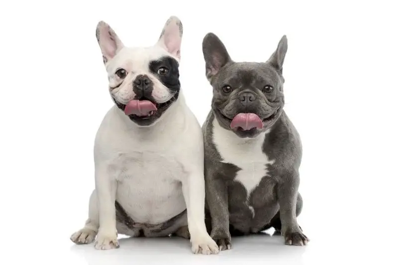 Frenchie Color Guide