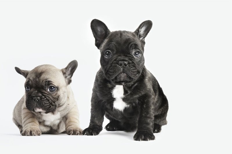 French Bulldog Pups