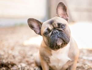 frenchies rarest