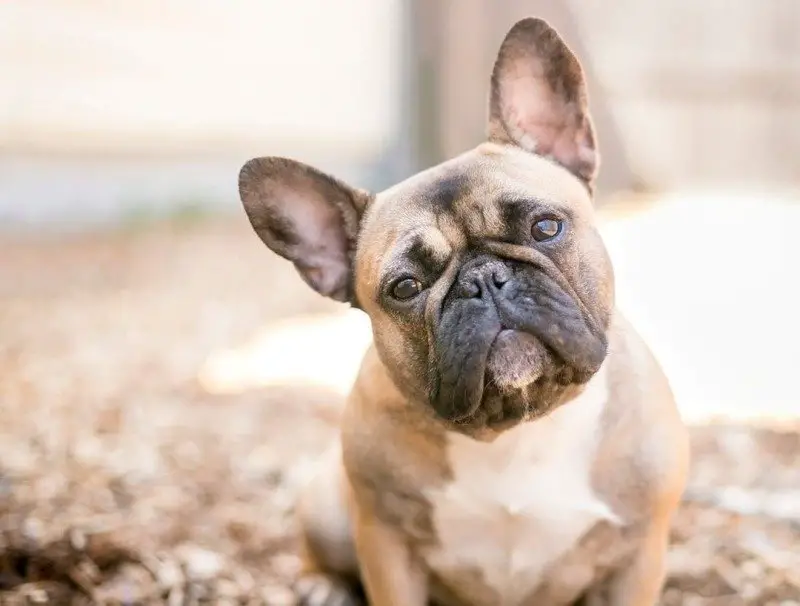 French Bulldog Colors Popular and Rarest Colors Frenchies