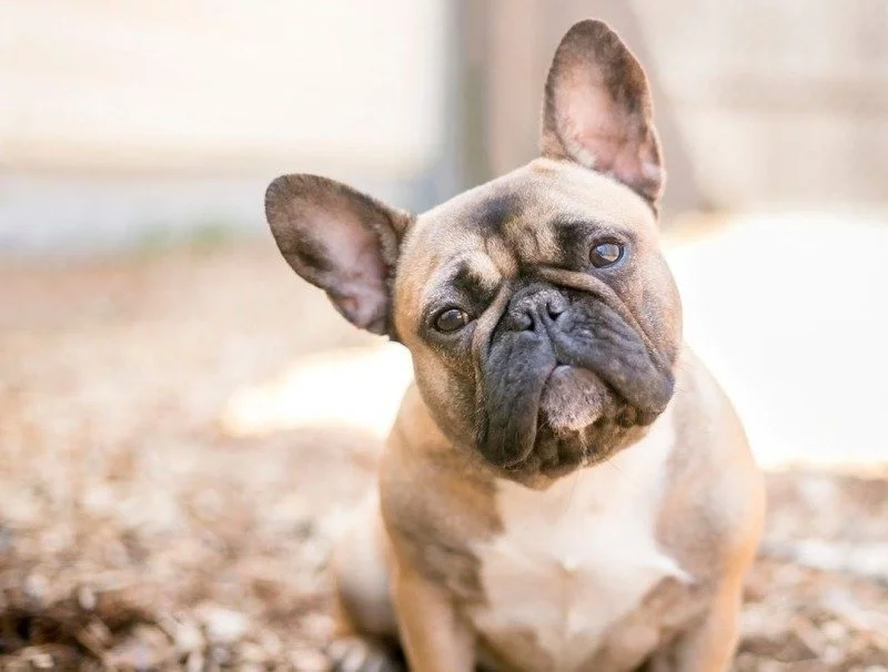 Frenchie Pups Color orange