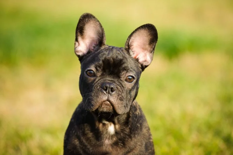 Black French Bulldog Breed