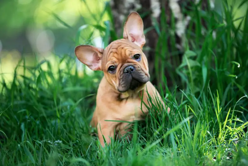 Frenchie wants to play