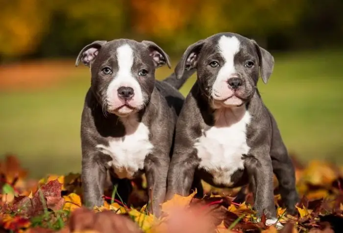 2 gray american pitbull puppies