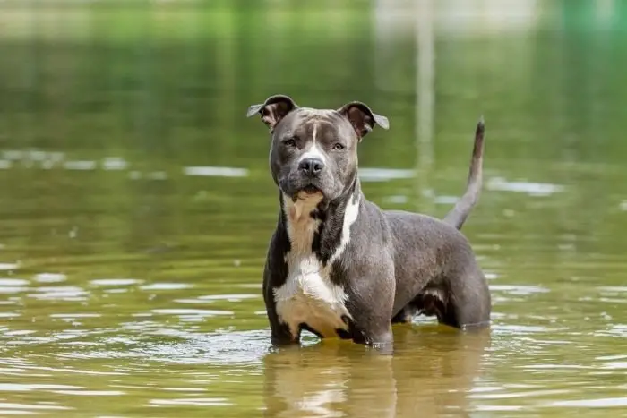 pitbull dog american