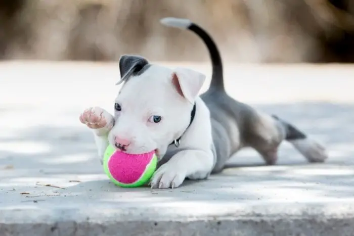 cute pitbull puppy wants to play