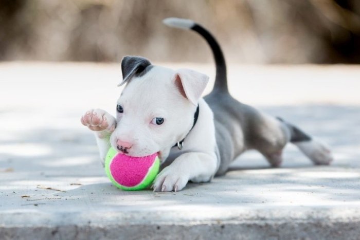 pitbull dog white puppy