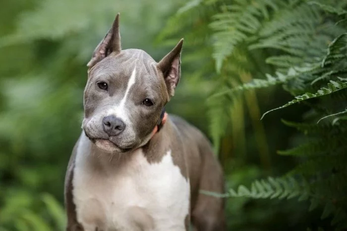 Pitbull Dogs 101: Everything About Pit Breeds (FACTS, PICTURES, GUIDE) ⋆ American Bully Daily