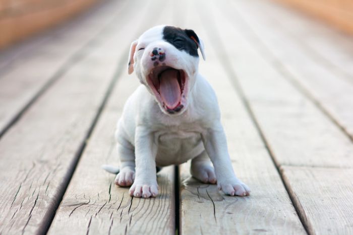 pitbull puppy names