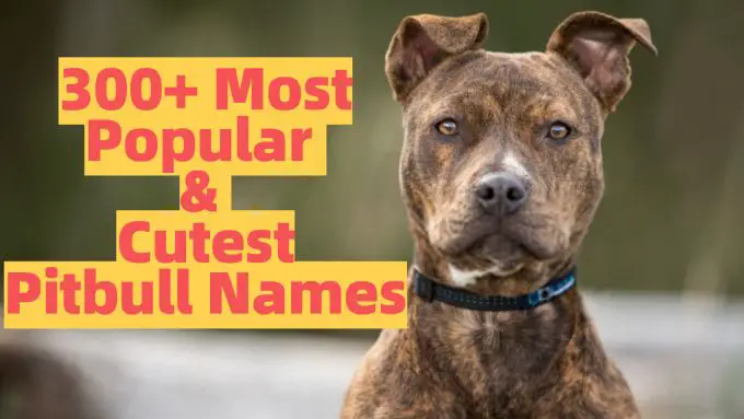 best names for pitbulls