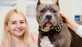 Smiling veterinarian with pitbull