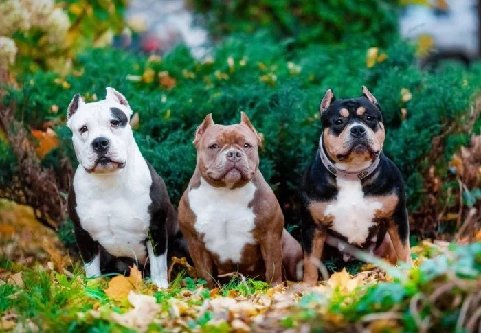 bully breeds