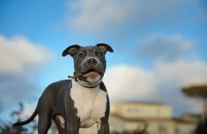 Blue Nose American Pit Bull Terriers