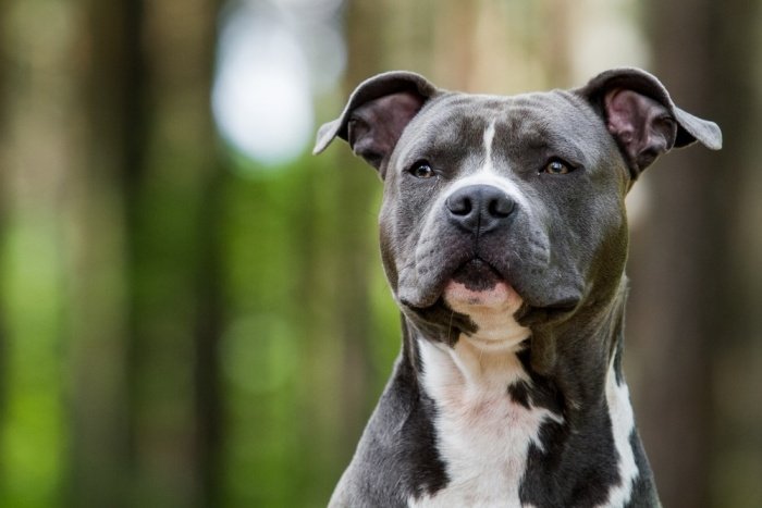 Full grown American Staffordshire Terrier