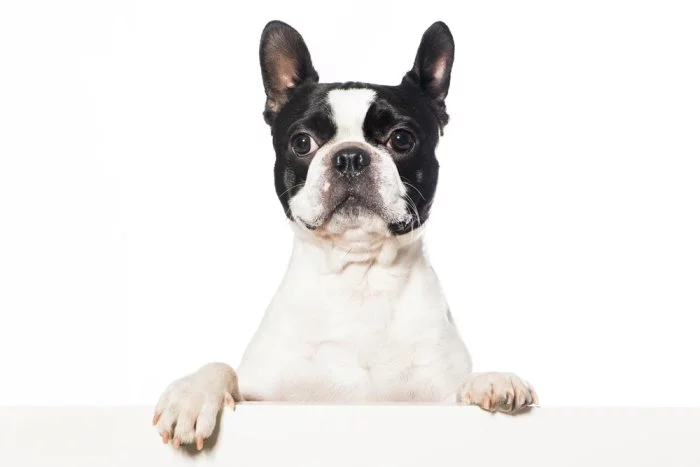 White Boston Terrier