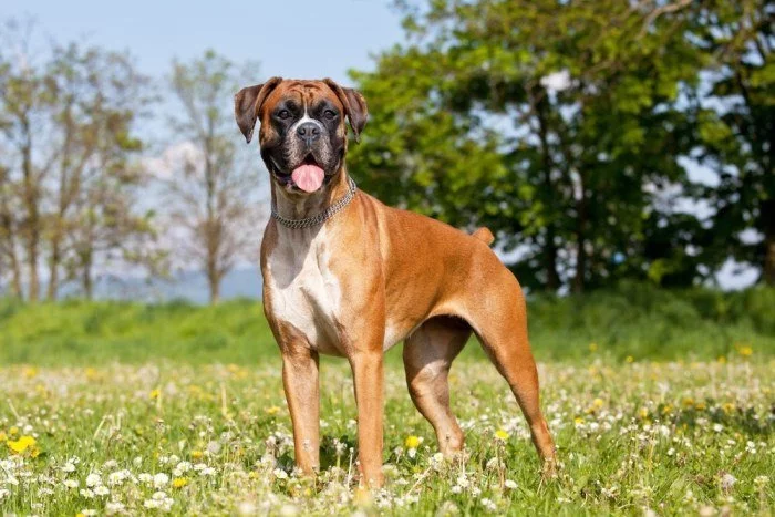 boxer dog breed origins