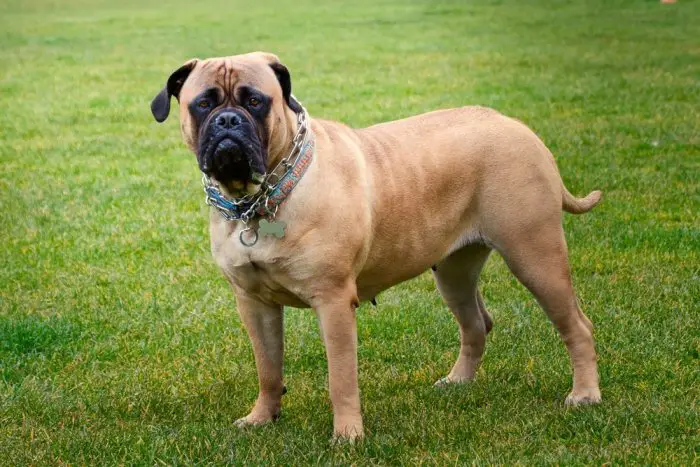 Big bully dog breed Bull Mastiff