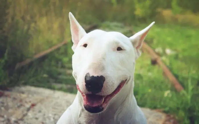 Happy Bull Terrier