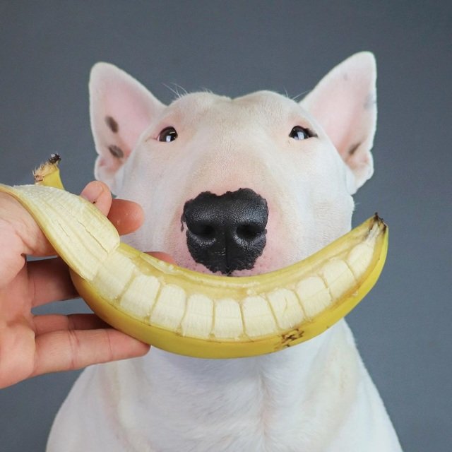 Bull terrier like banana