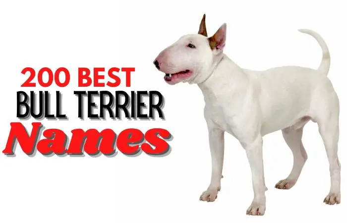 best names for bull terrier