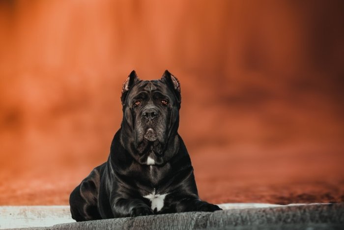 Black Cane Corso