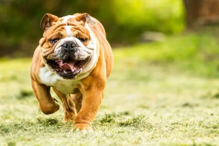 Tri Colored English Bulldog