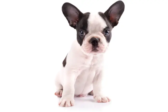 White french bulldog puppy