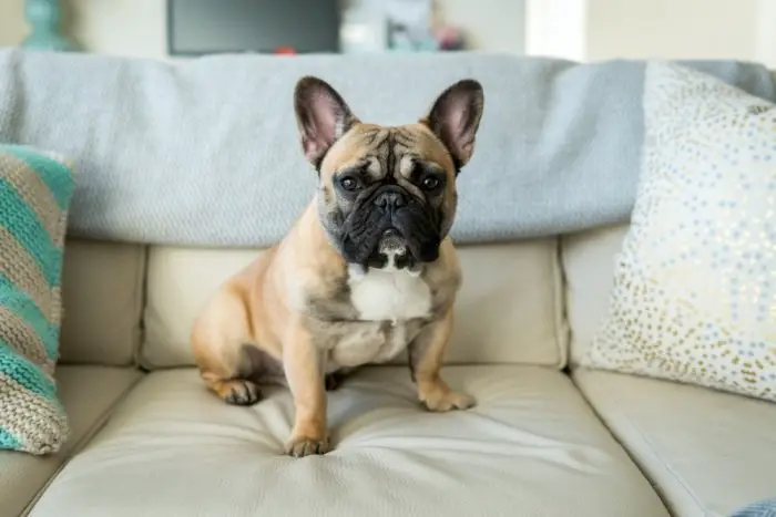 Cute Bully Breed French Bulldog