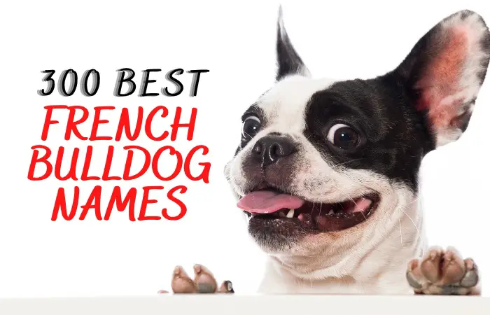 list of names for french bulldog