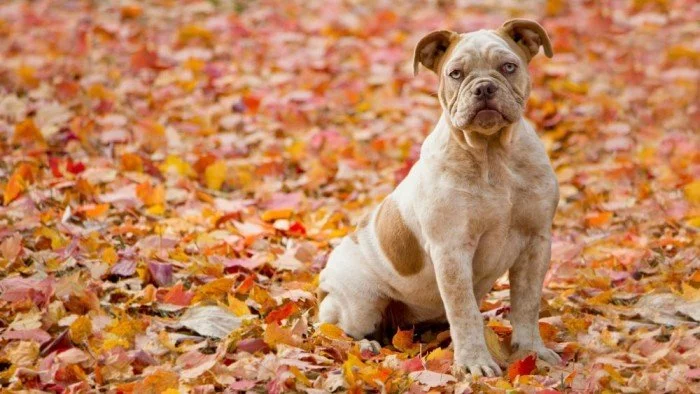 Big Olde English Bulldogge