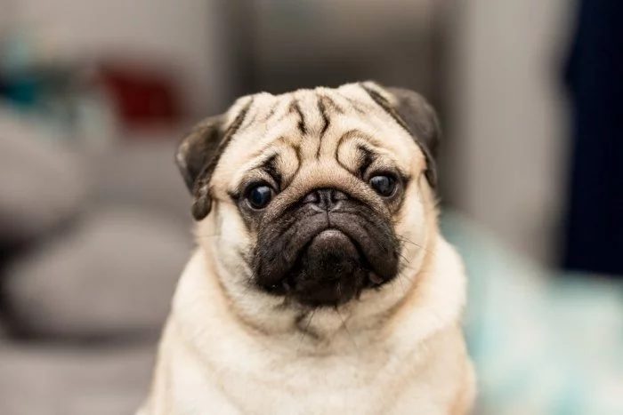 Pug puppy