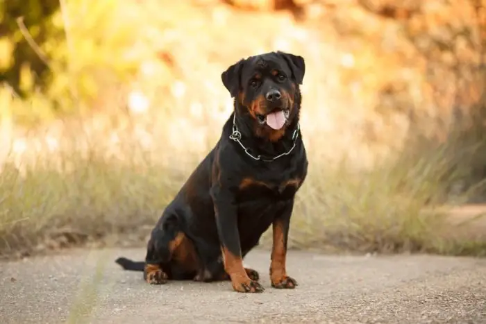 Big Rottweiler