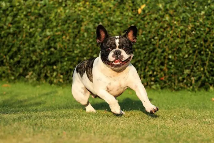 Popular Names For French Bulldog 