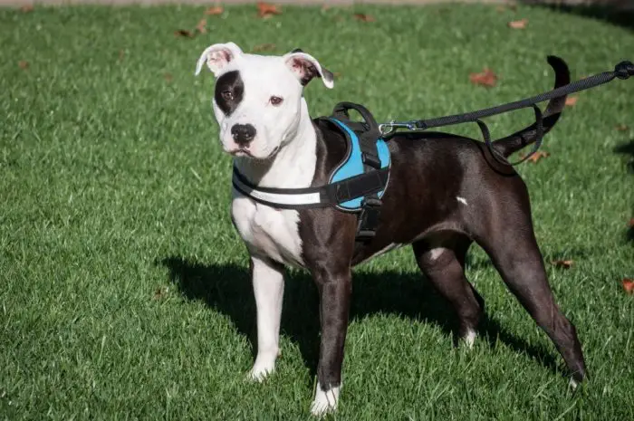 dog harness types and styles guide