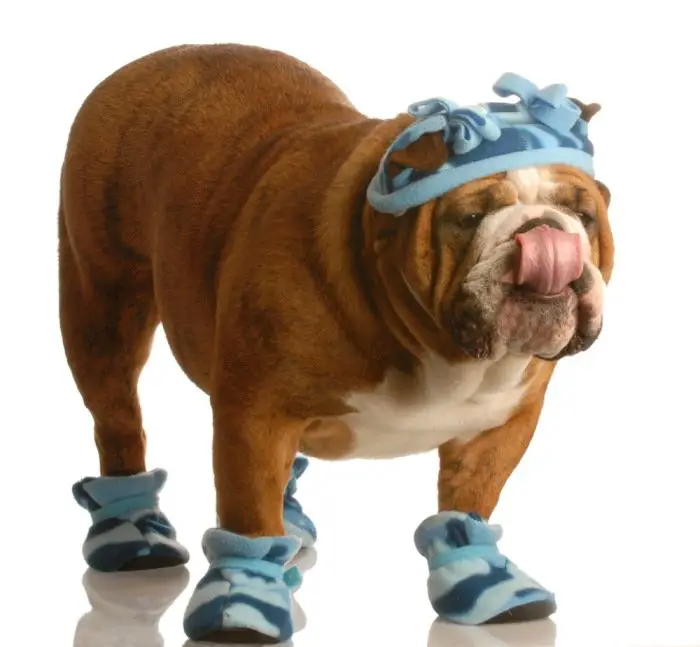 American Bulldog wearing winter shoes