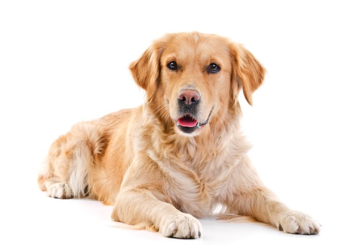 Gentle dog (Labrador Retriever)