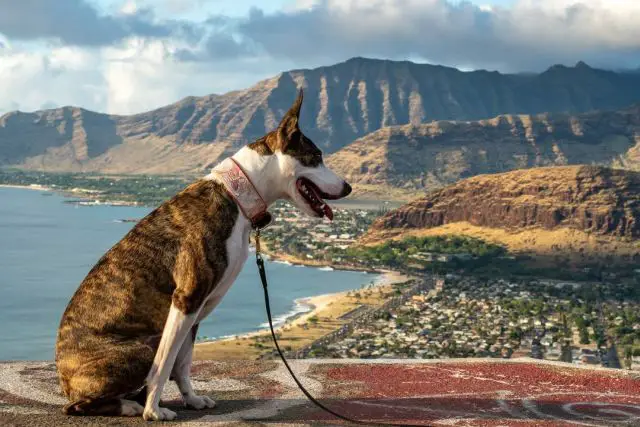 side view photo of a brindle border collie mix