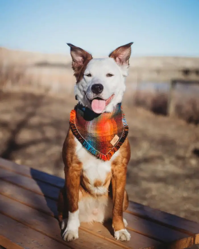 happy hiking collie pit