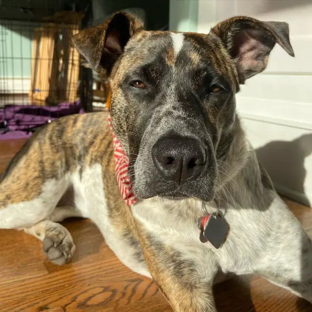 brooding brindle dog