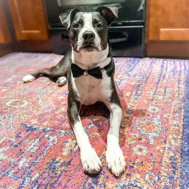 attentive black and white mix dog