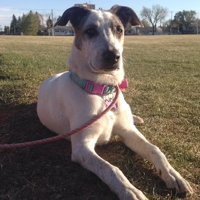 dog on the grass