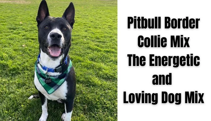 Border Collie Pitbull Mix Is this FunLoving and