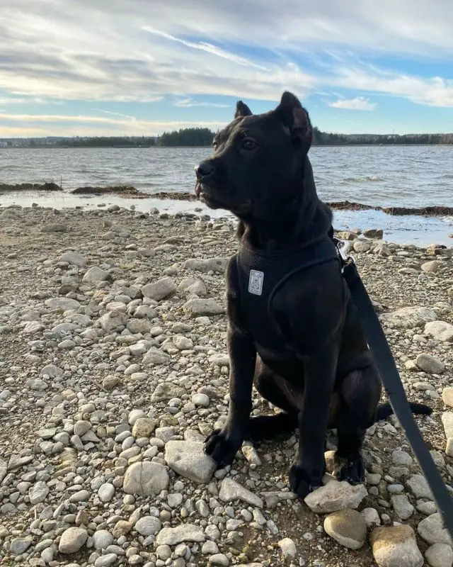 black dog mix on a beach