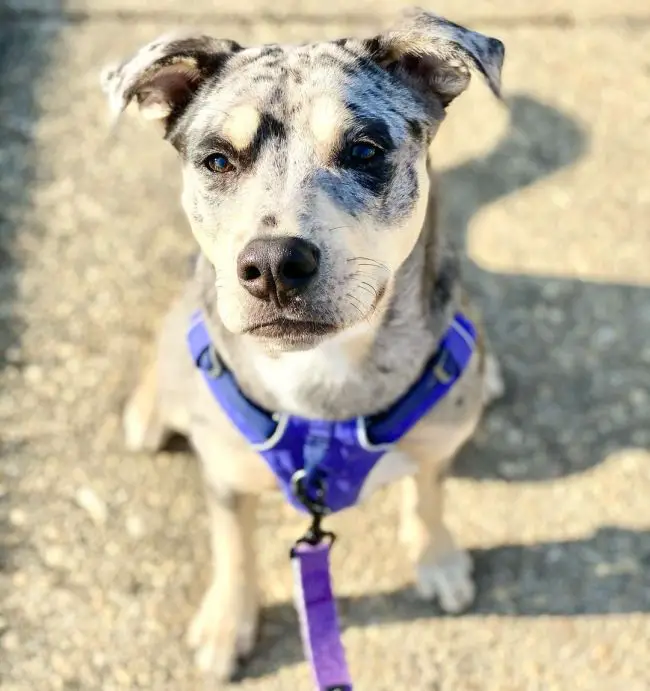 a curious dog sitting